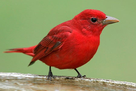 35 stunning images of a red-pink male Summer Tanager who is the only